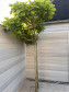 C-Wood Schutting composiet Garda bi-color beige met blank aluminium kader (180 x 180 cm)